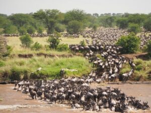 A large herd of wildebeests crosses a river in a grassy savanna landscape with scattered trees.