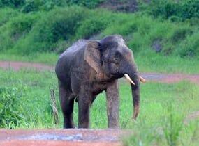 an elephant at the tabin wildlife reserve