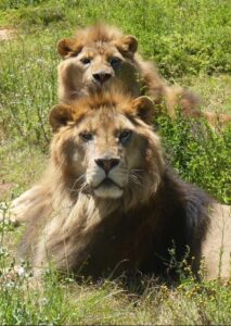 Two male lions rest on the grass with green foliage around them, looking directly at the camera.