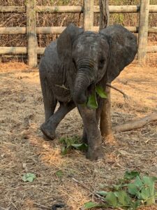 A baby elephant stands on dry grass, holding green leaves with its trunk. A wooden fence and trees are in the background.