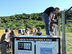 People standing around a large animal crate labeled "Born Free," with a person on top and others nearby in a grassy area.